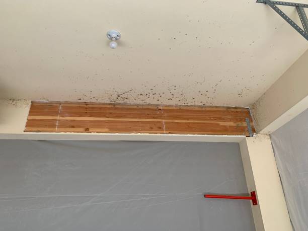 Best Black Mold Removal  in Desert Palms, CA