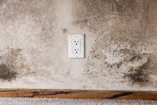 Best Post-Remediation Verification Testing  in Desert Palms, CA