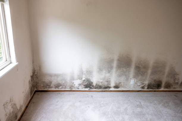 Mold Removal for HVAC Installations in Desert Palms, CA